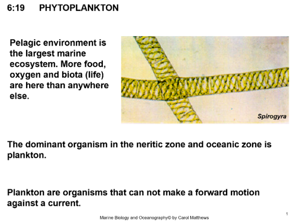 Pelagic Zone – Ocean/Marine Biology Unit 6