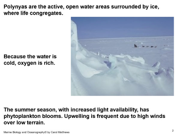 Polar Seas – Ocean/Marine Biology Unit 7