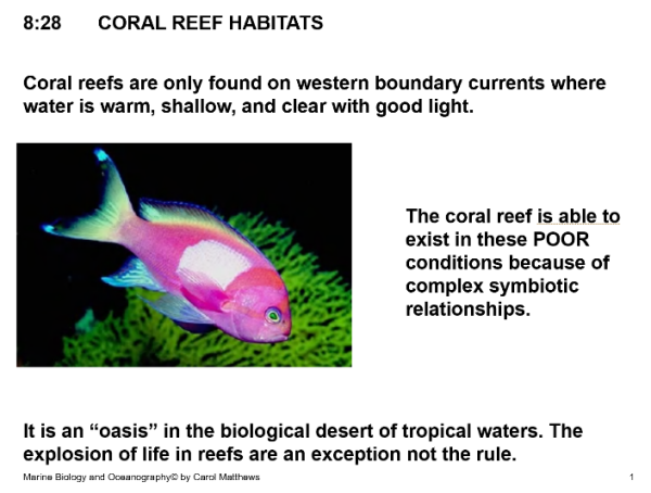 Ocean Coral Reefs – Marine Biology Unit 8