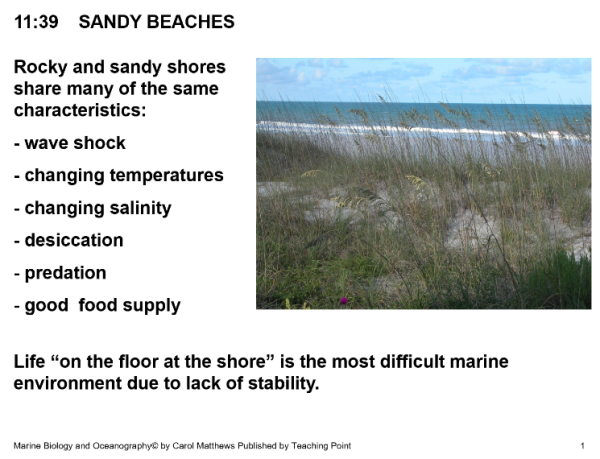 Sandy Beaches and Estuaries – Ocean/Marine Biology Unit 11